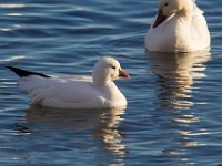 A2Z5700c  Ross's Goose (Chen rossii) & Snow Goose (Chen caerulescens)